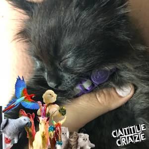 Meet your Posher, Dama